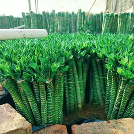 盆栽;乔木;灌木