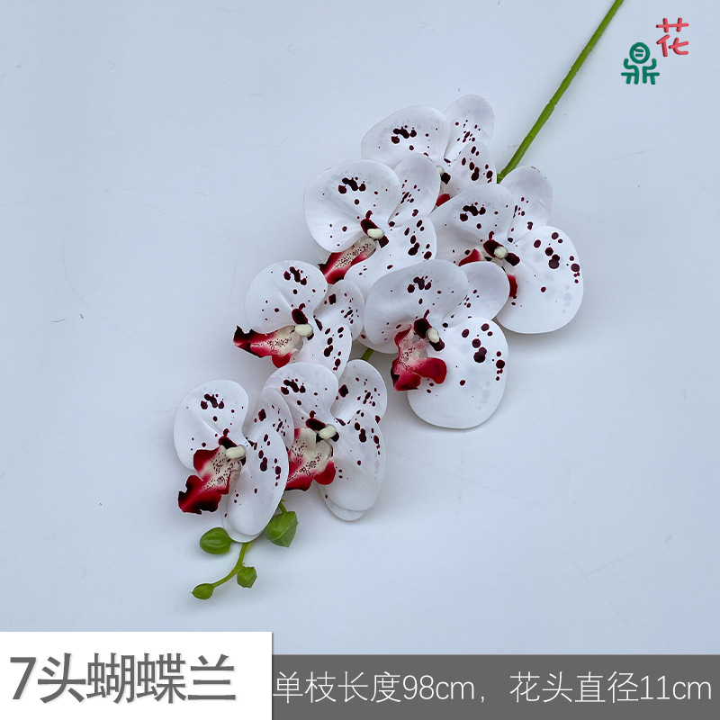 7 phalaenopsis GFG #42 버건디 스팟 화이트