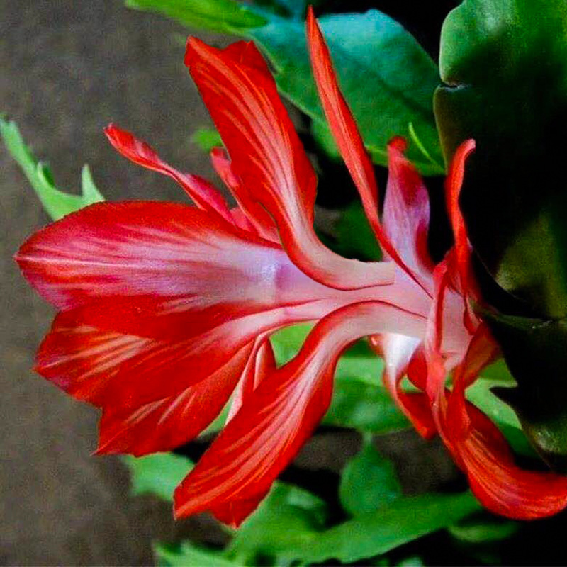 Planta en maceta de orquídea de garra de cangrejo dorado con capullo de flor con maceta, injerto multicolor, pétalos dobles, nuevas flores en todas las estaciones, plantas verdes