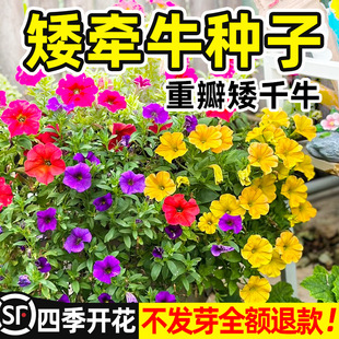 ��ţ���N���ذ갫��ţ���ļ����N�_���������Ȼ��҃������Ի�����