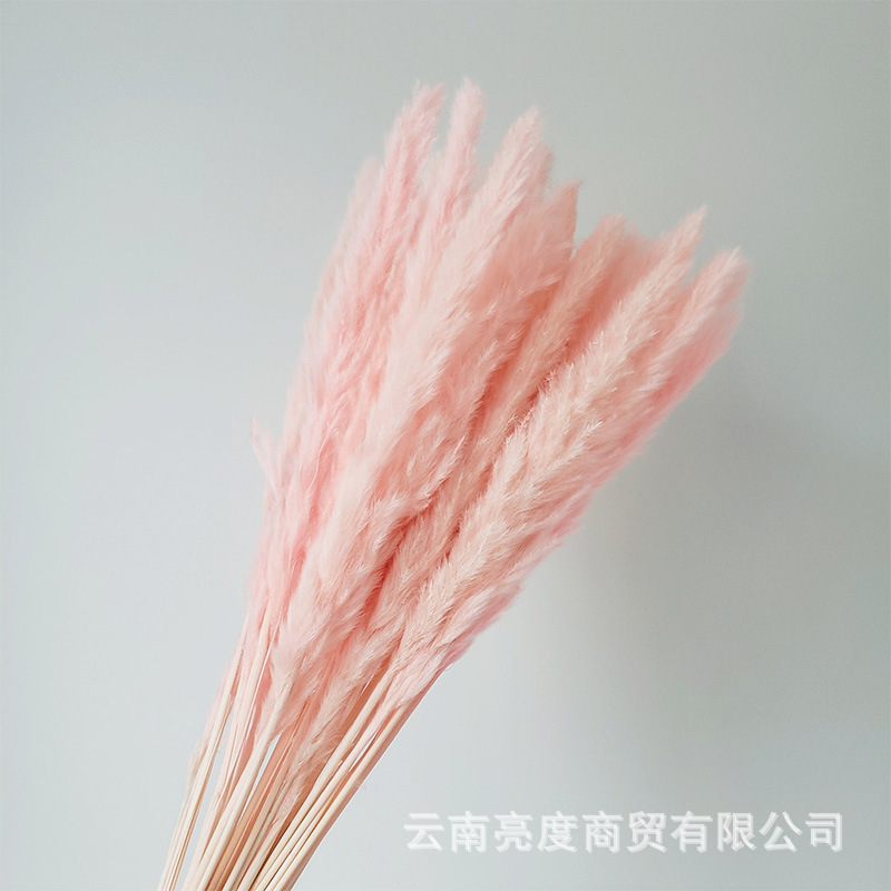 Pampas naturales ramo de flores secas cola de conejo hierba pequeña Reed polvo Reed madera estilo bohemio decoración del hogar