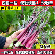 �t��̦�߲˷N�Ӳ���ʮ�¼t�ϲ�̦�t��̦��ͥ�Nֲ�ļ��̨ͥԺ�ײ�