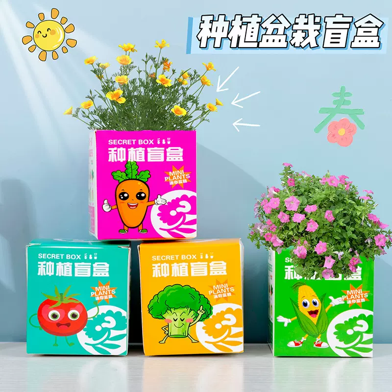 礼物小观察种植盲盒地推小礼品幼儿园小盆栽分享儿童桌面植物生日