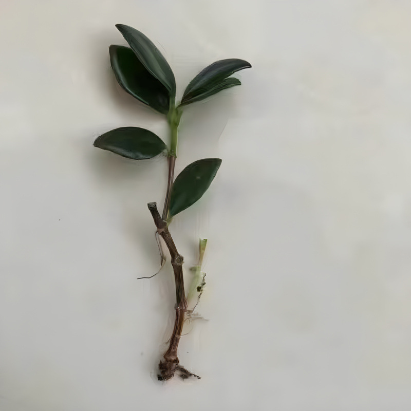 금붕어꽃 : 흙+비료 없이 1개