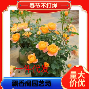 һ�����lõ�廨�玧�����ļ��_�����^��ֲ���̨ͥԺ���¼�����