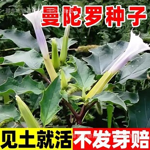 �����_�N�Ӳ�ƺ�N�ӻ��Nԭ�b�ļ��߲˷N�Ӵ�ȫ���ܷN�Ӳ˷N�����l