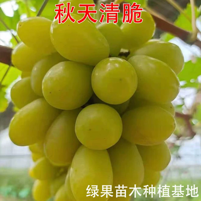 Фруктовые саженцы, осенние хрустящие виноградные саженцы, виноградные саженцы розы Юлонг, горшечные растения для посадки в юге и севере.