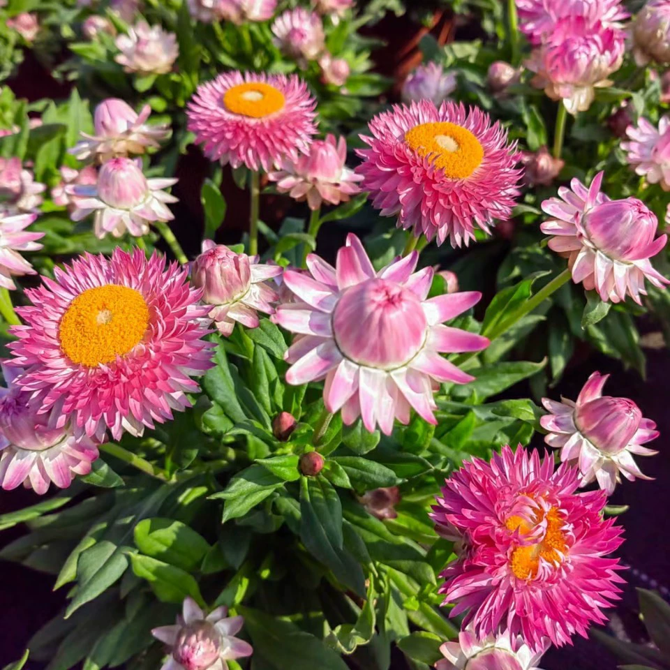 2201 база оптовая поставка соломенной хризантемы