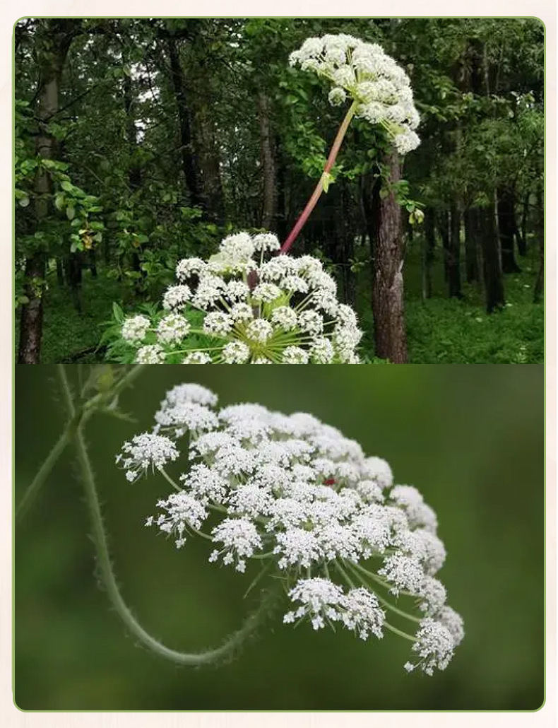 Dried Angelica Dahurica Slices Bai Zhi 白芷 Culinary Herb for Braising and Seasoning 500g key features