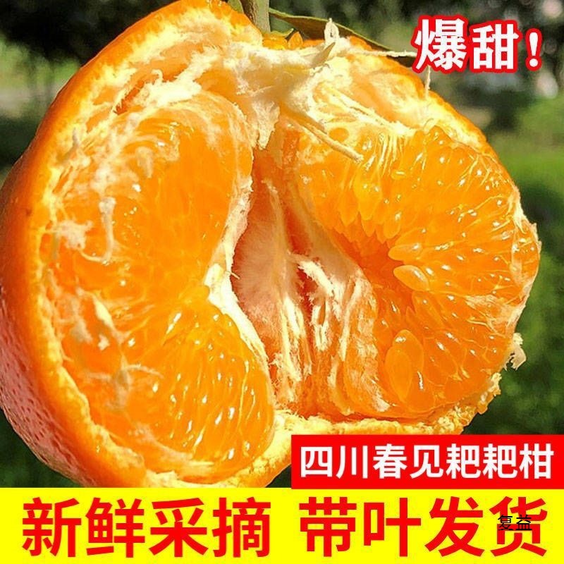 Papagan spring citrus with leaves shipped fresh Sichuan papagan fresh fruit seasonal ugly tangerine orange