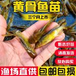黄骨鱼苗淡水养殖食用黄辣丁黄丫头黄鸭叫昂刺鱼冷水观赏黄颡鱼苗