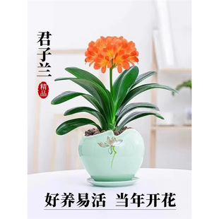 �ļ������m���ԈA�^���Ў����������m�����辰�҃Ⱥ��B�Gֲ��͏d