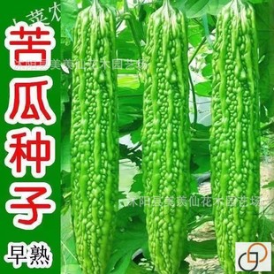 Green Bitter Melon Seeds, Flesh, Bitter Melon Seeds, Vegetable Seeds, Potted Garden, Spring, Summer and Autum, Four-Season Vegetable Seeds