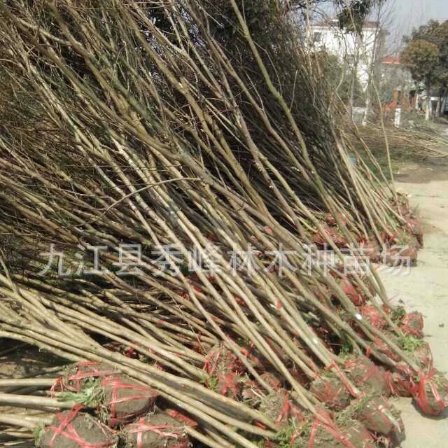 Фермеры выращивают малолистную магнолию, красноквашную магнолию, 5cm магнолии, занимают магнолию, где можно найти магнолию?