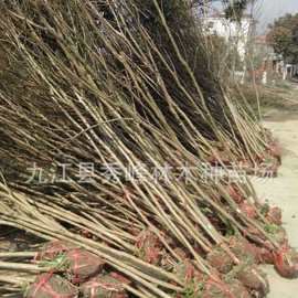 农户种植小叶紫薇 红花紫薇树5公分紫薇树 占地紫薇 哪里有紫薇