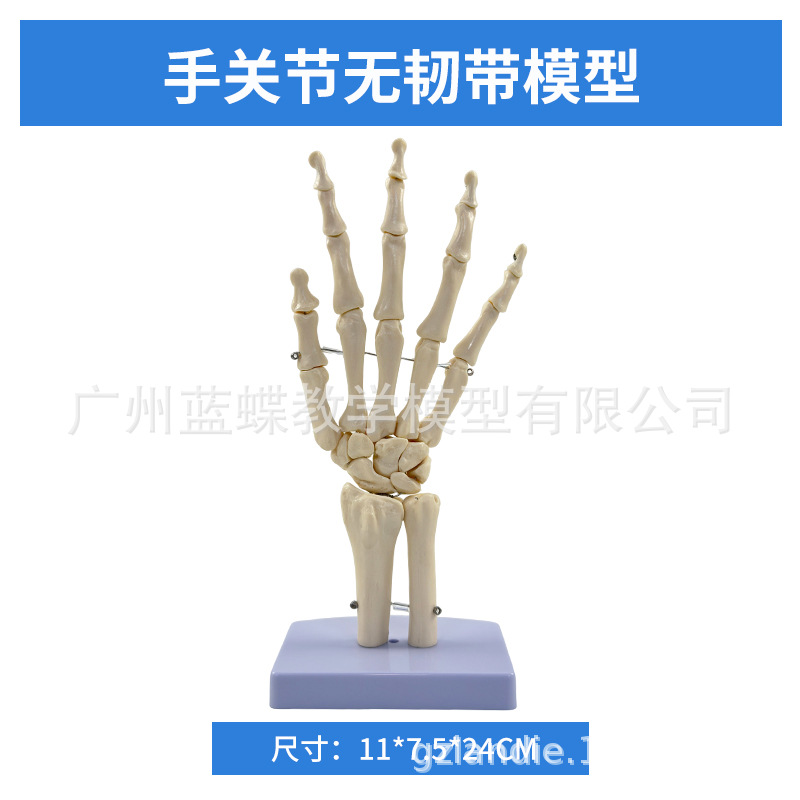 ��ѧ��������ؽڹ�����������׹Ǽ�ϥ�ؽ��ŹǿƸ��ʹ�ҽѧģ��