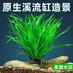 ̩��ˮ���~��Ϫ����ԭ�����������쾰ˮ��ֲ�����Ե�ˮ���
