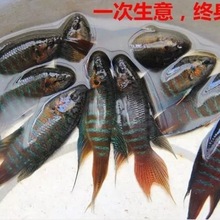 斗魚活體普叉尾水觀賞魚菩薩花手巾好耐養的淡冷水魚一件批發