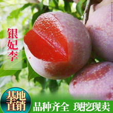 غɳӿ ޽Ә Ó箔YϷNֲ