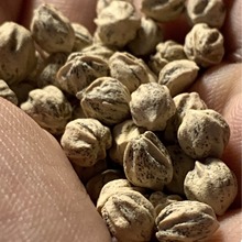 菩提散籽百香籽散籽原籽振百香子散籽多棱鬼脸散籽手链散珠