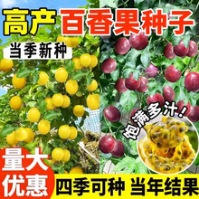 ������N���ļ��Nֲ�߮a�S��M���ǰ�����̨ͥԺ�����u�����N��