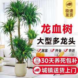 高档客厅大型绿植龙血树盆栽办公室内外多头龙须树乔迁搬新家礼物