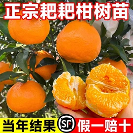 盆栽;种子;树苗
