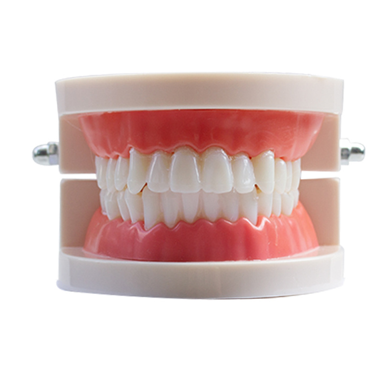 Modelo dental molde modelo dental modelo de enseñanza dental removible dentadura oral cepillado Preparación del diente modelo resina