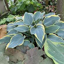 �����{ɫ���@������~ֲ�ﻨ���ͺ��҃ȵ�����ꎶ������׻�Gֲ