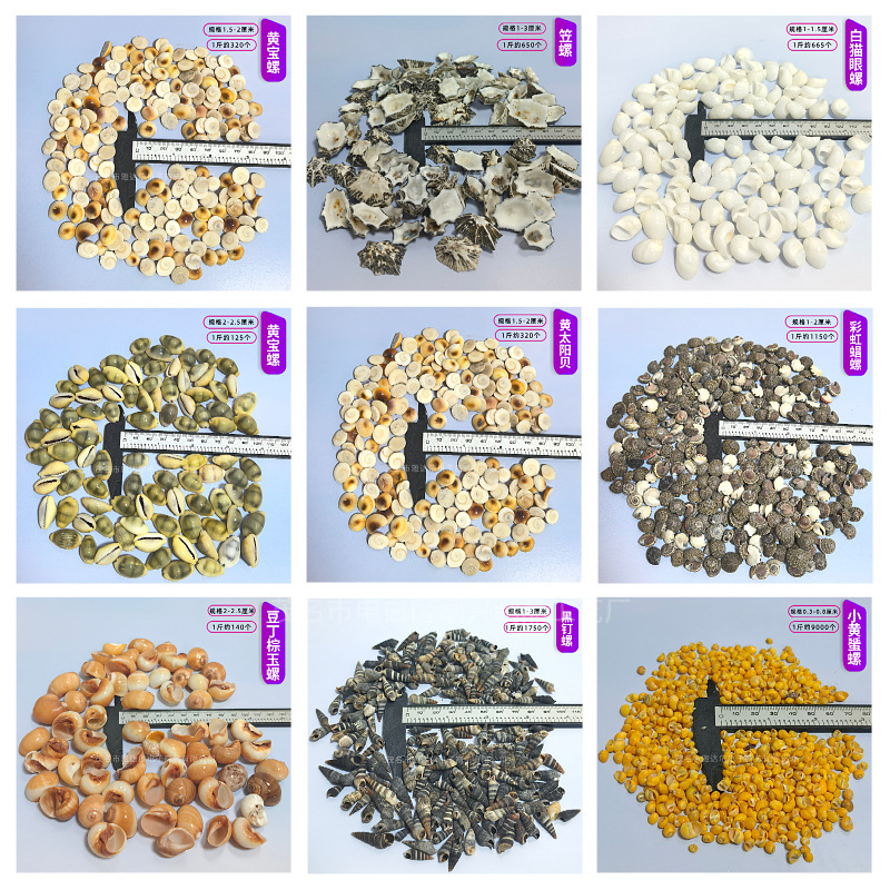 Shells and Conches 1-2cm Sold by the Pound Mixed Shell Sand Handmade DIY Table Making Drift Bottles