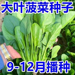 ���u���������˷N�Ӵ��~�����Ѹ߮a�͟��ͺ����˷N���ﶬ�߲˷N��