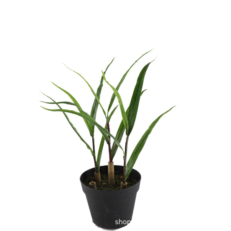 XRB-082 玉米苗 (5).jpg