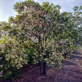 东北绿化文冠果树苗 批发文冠果小苗  文冠果状元树