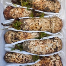 云南香格里拉新鲜松茸大理丽江鲜食用菌酒店饭店食材产地菌香浓郁