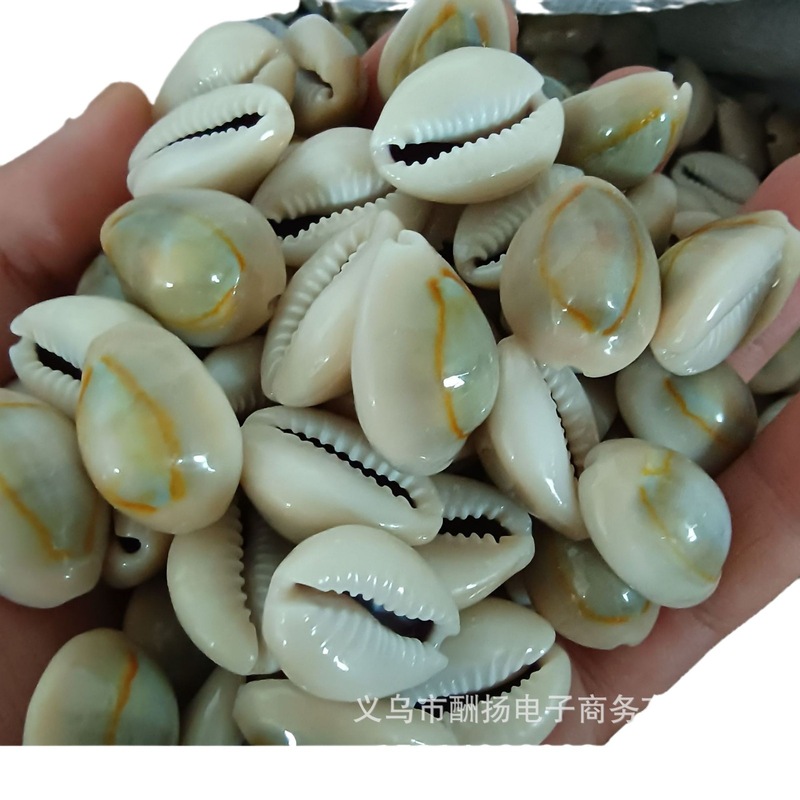 金貝 天然貝殻 手作りDIY素材 海の貝殻 浮き瓶 衣料品装飾品 貝殻水槽飾り|undefined
