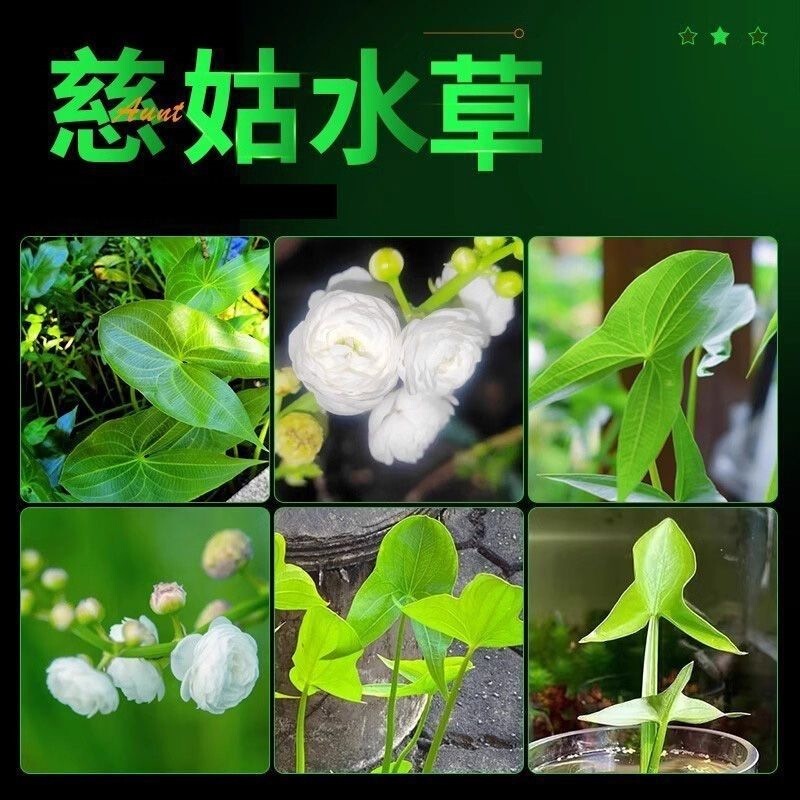 Aquatic Water Chestnut Balls, Aquarium Plants, Purify Fish Tanks, Purify the Air, Indoor and Outdoor Ornamental Green Plants, Double-Flowered Water Chestnut Hydroponics Aquatic Water Chestnut Balls, Aquarium Plants, Purify Fish Tanks, Purify the Air, Indoor and Outdoor Ornamental Green Plants, Double-Flowered Water Chestnut Hydroponics