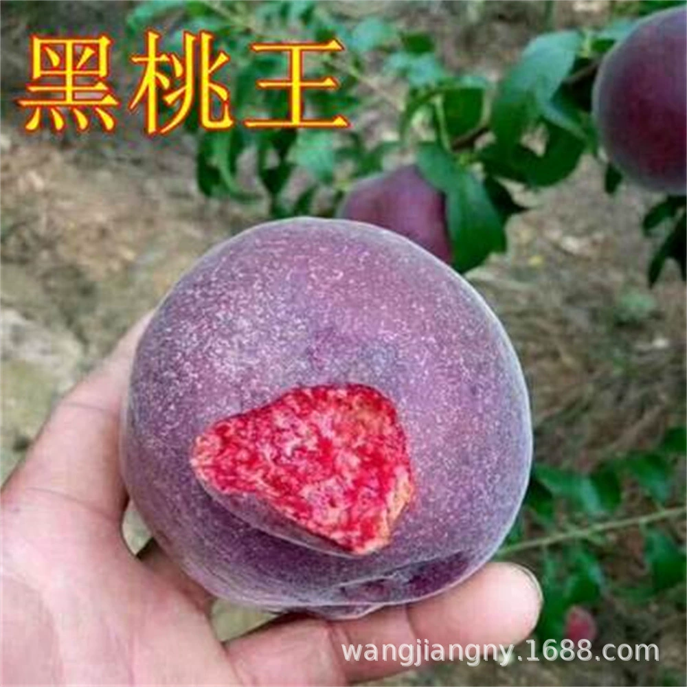 Теперь выкопать живые черные сладкие персиковые саженцы персика, чтобы очистить землю и обработать большие черные сладкие персиковые саженцы по доступной цене.