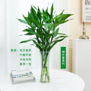 ���F��ˮ��Gֲ���񴺶����t���Uֲ�ﻨ���������괺���b�Ʒ���