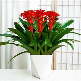 ���\���^�����҃�ˮ��Gֲ�ļ��_�����B�lؔ��ֲ��t����͏d����