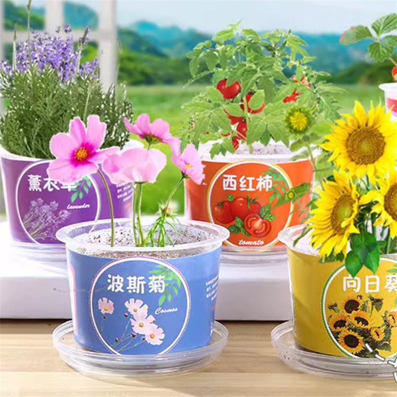 儿童种植小盆栽幼儿园向日葵植物学生观察绿植种子盒diy迷你盲盒