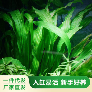Large-Leaf Green Nine-Crown Grass Background Negative Real Water Grass Fish Tank Live Large-Leaf Nine-Water Grass Lazy Water Grass