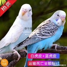 ���B���P���BС�B��С�͌W�fԒ�Ļ���B���ﻢƤ�W�^���B��̫��