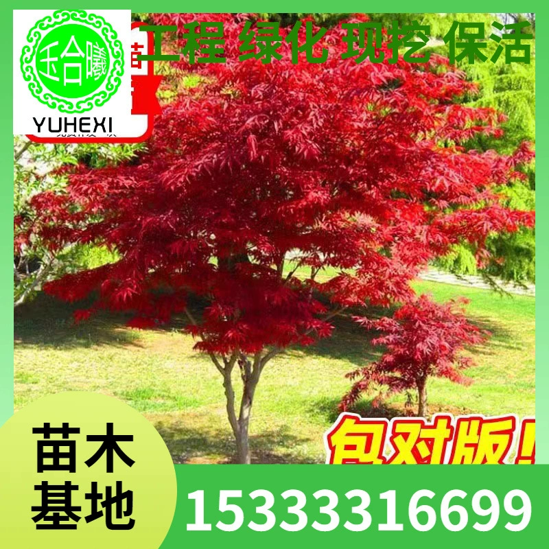 Японские саженцы красного клена, красная танцующая горничная, уличные морозостойкие кленовые бонсай, зеленые растения во дворе в горшках, ландшафтные деревья.