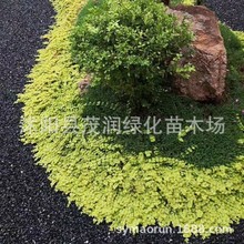 基地现铲金叶过路黄过路黄苗庭院地被植物不需修剪草坪彩色草皮