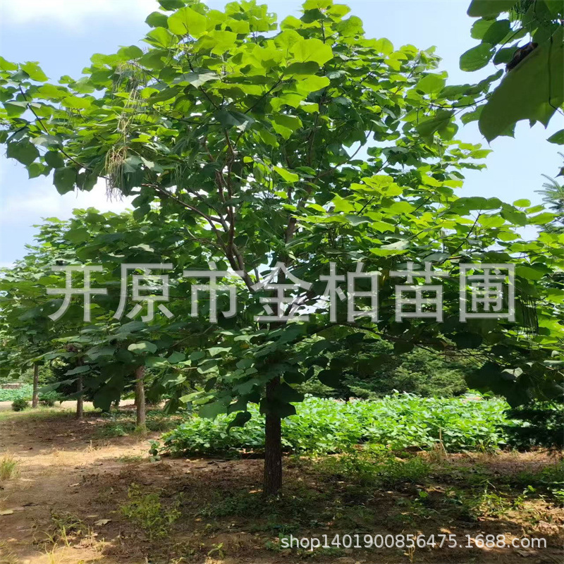 梧桐树苗木中国梧桐树庭院景观树丛生梓树辽宁梧桐树苗