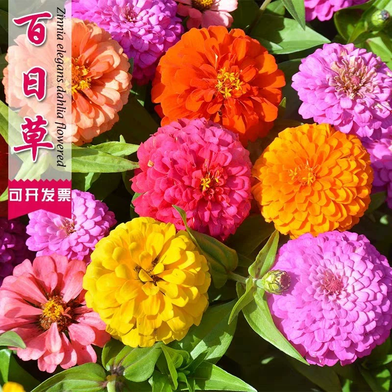 Четыре сезона легко расти цинска цветочные семена Персидская Хризантема Дорога двор зинскум открытый балкон цветочные семена цветут непрерывно