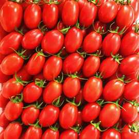 千禧小番茄圣女果 新鲜小西红柿新鲜自然熟小番茄籽樱桃番茄超甜