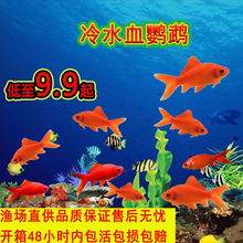 血鹦鹉 血鹦鹉品牌 图片 价格 血鹦鹉批发 阿里巴巴