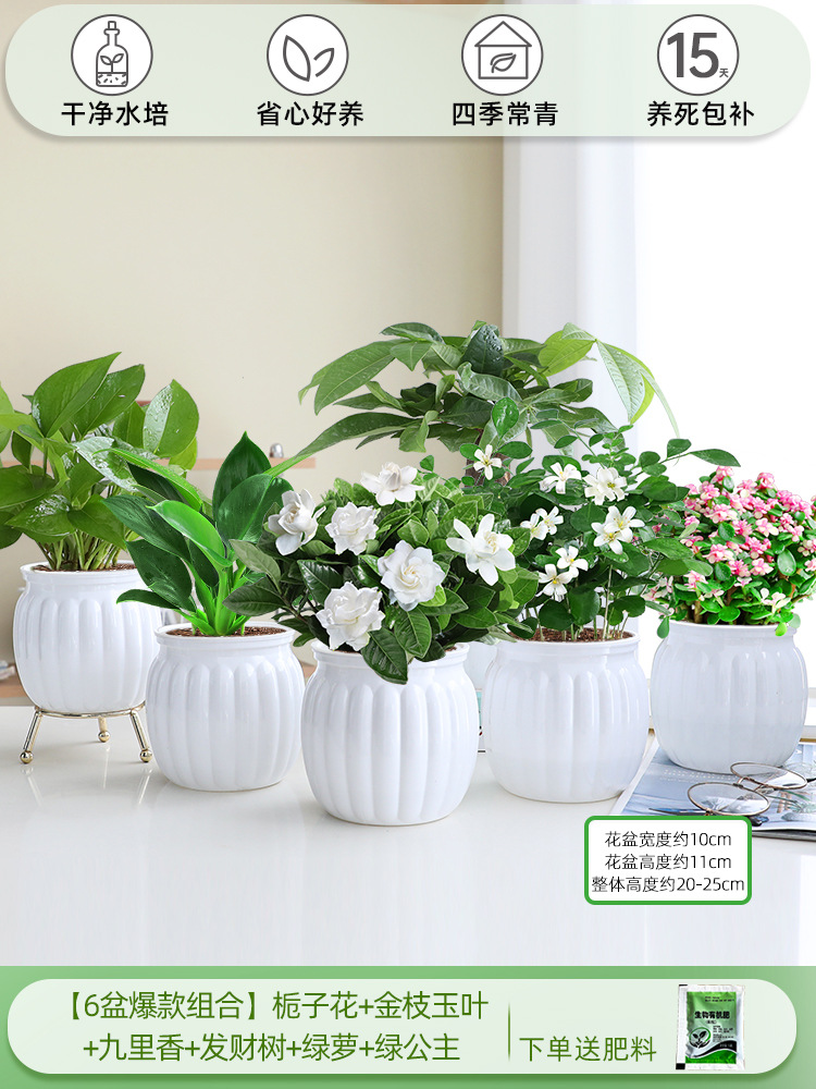 [6 화분 핫 콤비네이션] 치자나무 + 황금가지와 옥잎 + 구리향 + 돈나무 + 청무 + 그린 프린세스