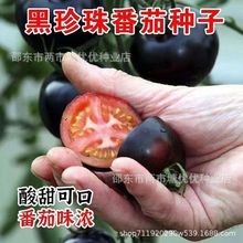 黑珍珠樱桃番茄种子四季阳台盆栽易种植黑宝石番茄水果型蔬菜种子